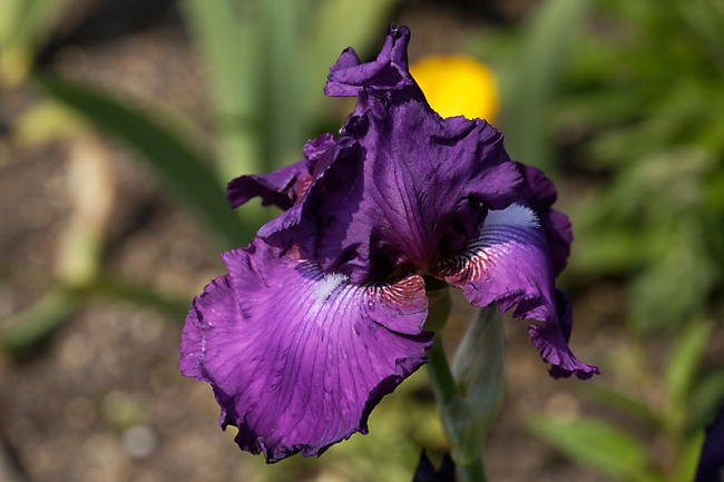 Jardin des Impressionnistes-MAI14-042